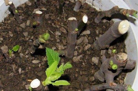 无花果扦插办法