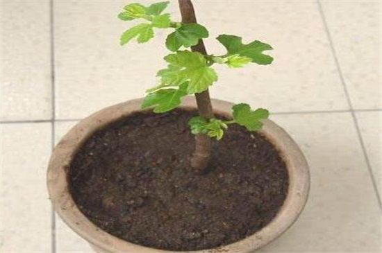 无花果扦插办法