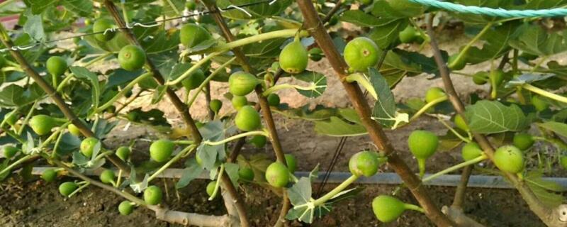 无花果插扦办法和时间