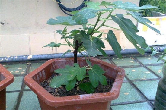 无花果插扦办法和时间