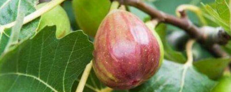 无花果的夏季扦插办法