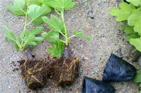 无花果的夏季扦插办法