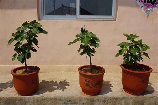 无花果的夏季扦插办法