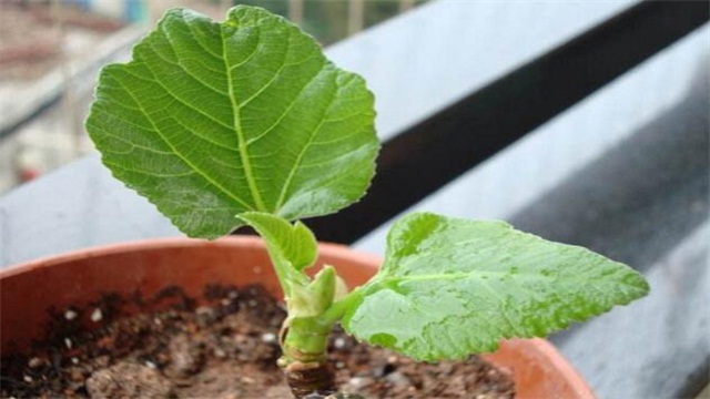 无花果如何扦插