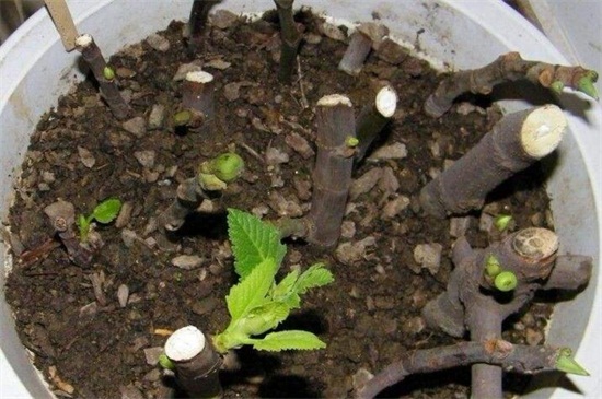 无花果如何扦插