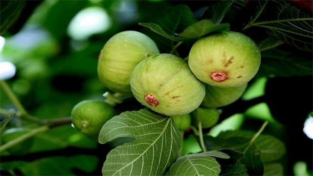 无花果秋季能扦插吗