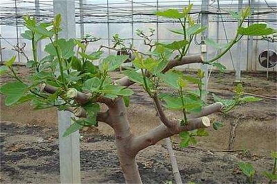 无花果秋季能扦插吗