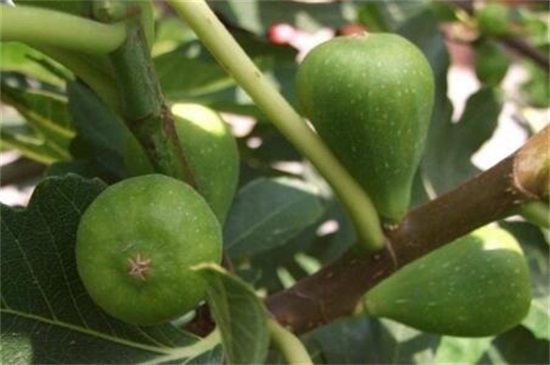无花果种类
