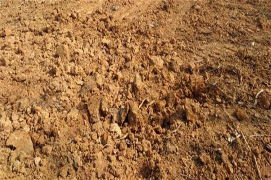 无花果如何扦插,六个步骤让你扦插成功