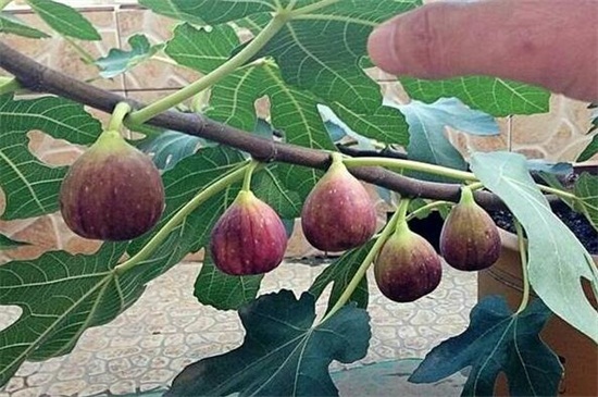 无花果如何扦插,六个步骤让你扦插成功