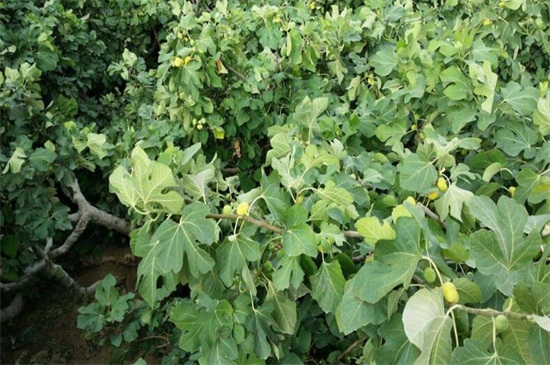 无花果如何扦插,六个步骤让你扦插成功