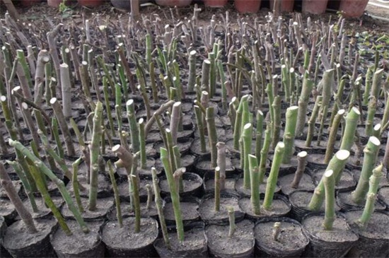 无花果如何扦插,六个步骤让你扦插成功