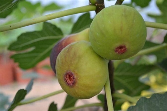 无花果如何扦插,六个步骤让你扦插成功