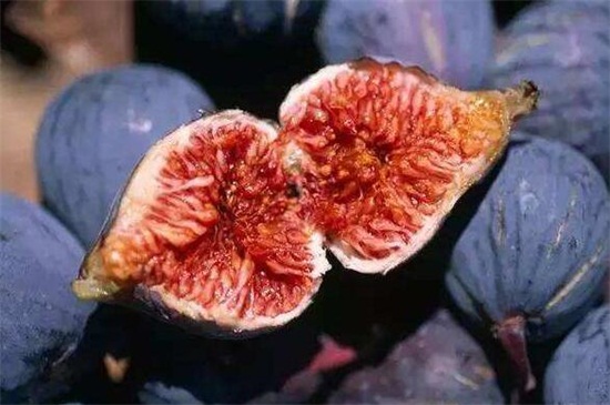 无花果如何扦插,六个步骤让你扦插成功