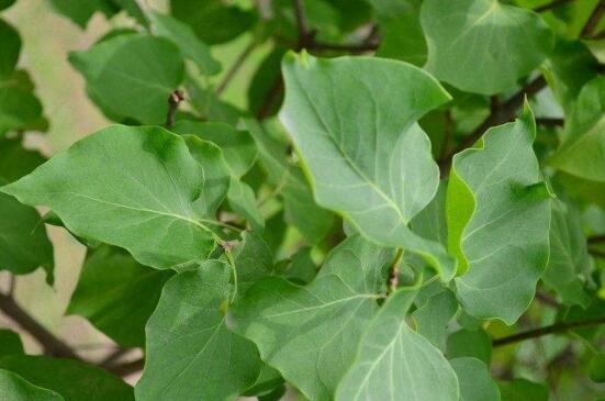 无花果叶的功效与作用,减肥/消肿/止痛/防癌/抗癌