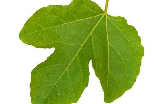 无花果叶的功效与作用,减肥/消肿/止痛/防癌/抗癌