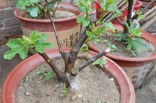 无花果叶的功效与作用,减肥/消肿/止痛/防癌/抗癌