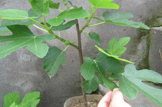 无花果叶的功效与作用,减肥/消肿/止痛/防癌/抗癌