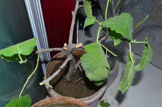 无花果叶的功效与作用,减肥/消肿/止痛/防癌/抗癌