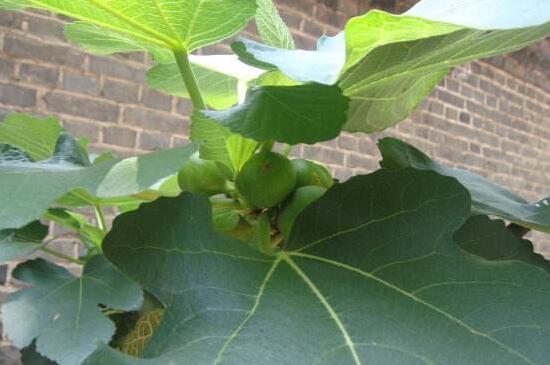 无花果叶的功效与作用,减肥/消肿/止痛/防癌/抗癌