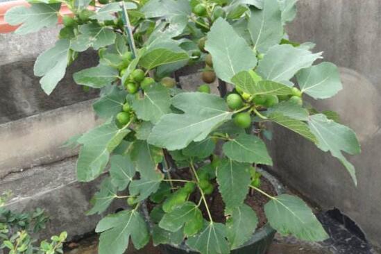 无花果叶的功效与作用,减肥/消肿/止痛/防癌/抗癌