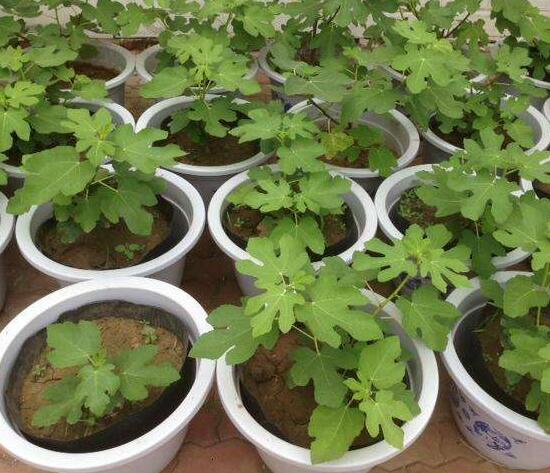 无花果叶子变黄如何办，花果叶子变黄的处理办法