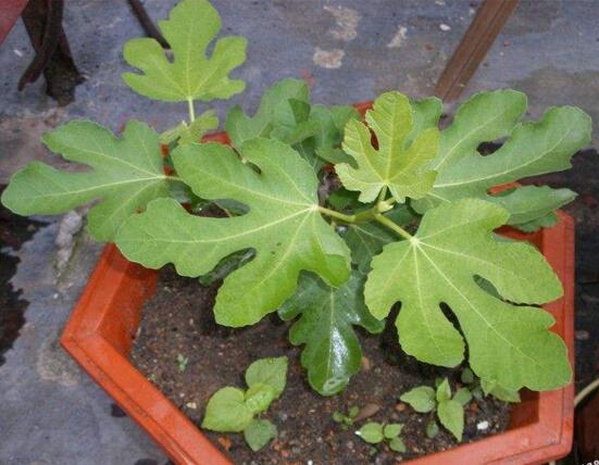 无花果叶子变黄如何办，花果叶子变黄的处理办法