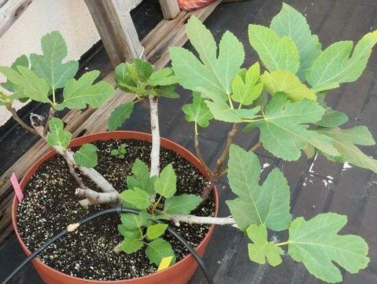 无花果叶子变黄如何办，花果叶子变黄的处理办法