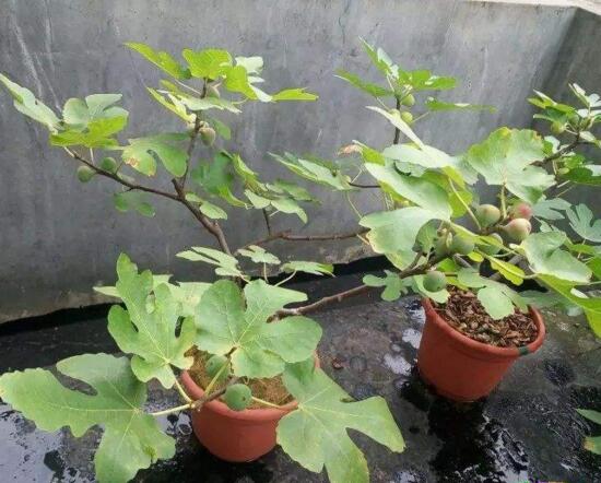 无花果叶子变黄如何办，花果叶子变黄的处理办法