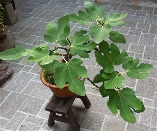 无花果叶子变黄如何办，花果叶子变黄的处理办法