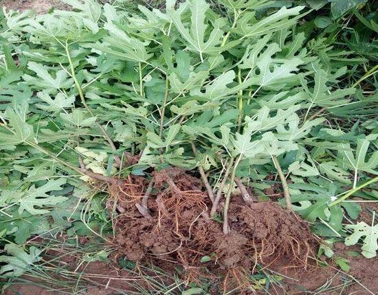 无花果叶子变黄如何办，花果叶子变黄的处理办法