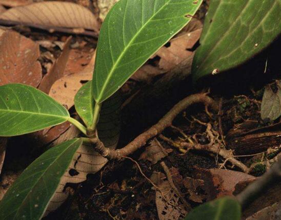 无花果叶子变黄如何办，花果叶子变黄的处理办法