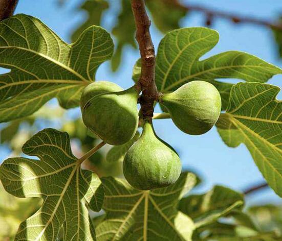 无花果叶子变黄如何办，花果叶子变黄的处理办法