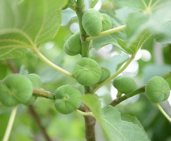 新鲜的无花果如何吃,新鲜无花果的吃法大全