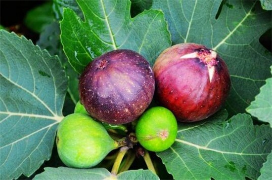 无花果如何吃剥皮吗，可不剥皮直接吃营养多多