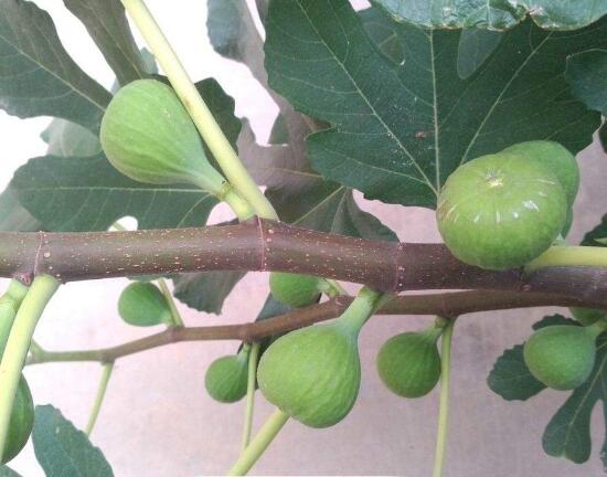 无花果真的没有花吗，无花果花朵是小花蕊