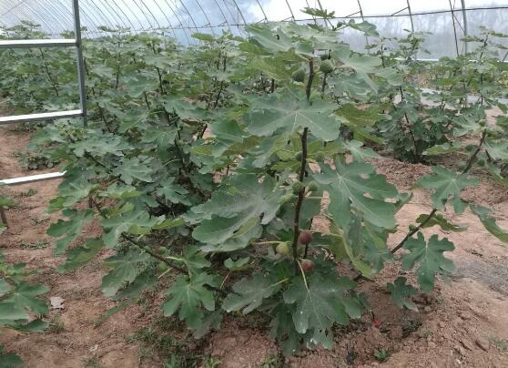 无花果安全越冬办法，5种办法让无花果平安过冬