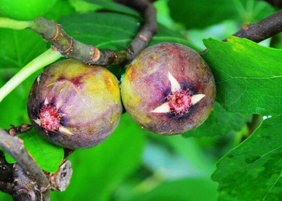 无花果安全越冬办法，5种办法让无花果平安过冬