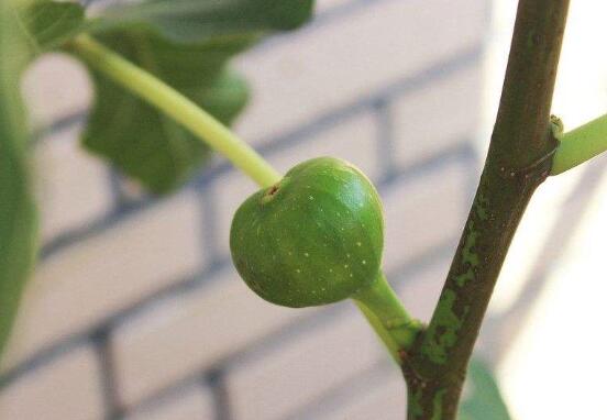 无花果安全越冬办法，5种办法让无花果平安过冬