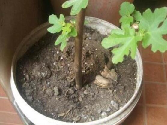 无花果安全越冬办法，5种办法让无花果平安过冬