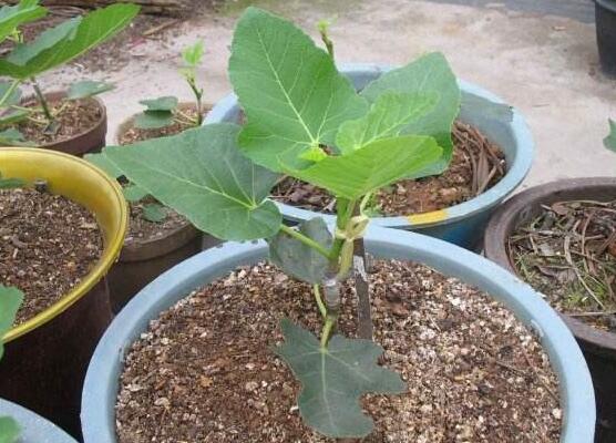 无花果安全越冬办法，5种办法让无花果平安过冬