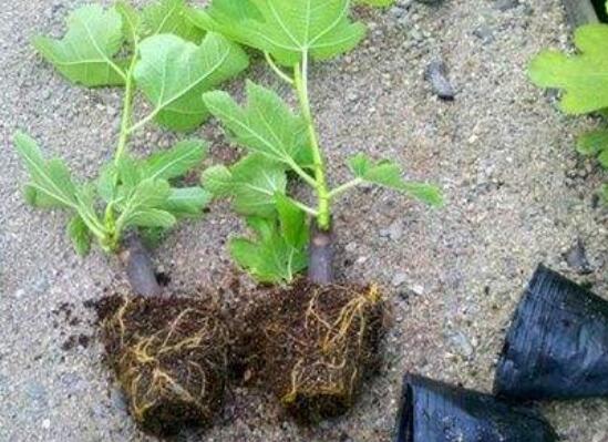无花果安全越冬办法，5种办法让无花果平安过冬