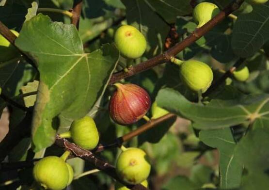 无花果的种植技术,栽种养护及越冬处理