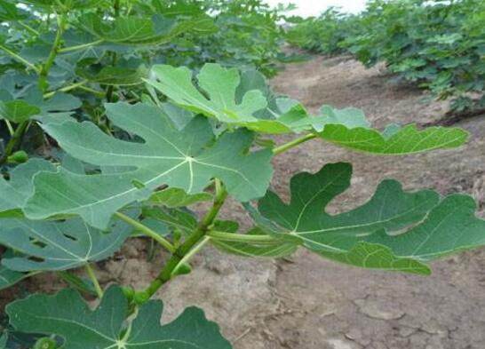 无花果的种植技术,栽种养护及越冬处理