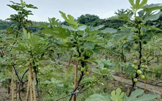 无花果的种植技术,栽种养护及越冬处理