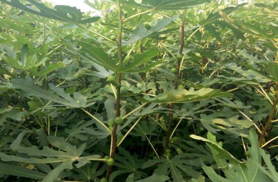 无花果的种植技术,栽种养护及越冬处理