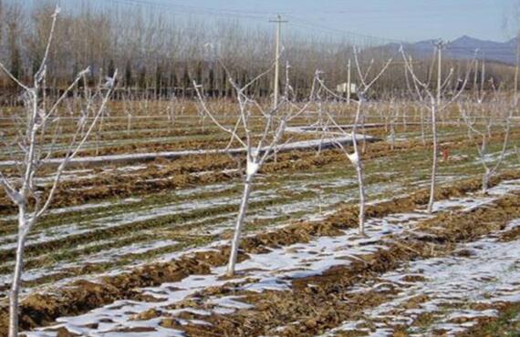 无花果的种植技术,栽种养护及越冬处理