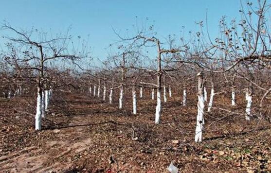 无花果的种植技术,栽种养护及越冬处理