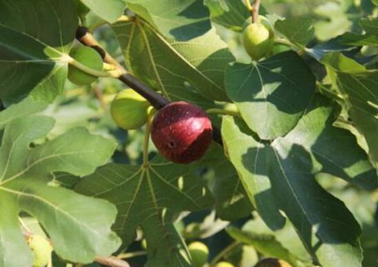 无花果的种植技术,栽种养护及越冬处理