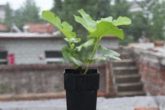 盆栽无花果如何养,无花果的养护技巧及繁殖办法